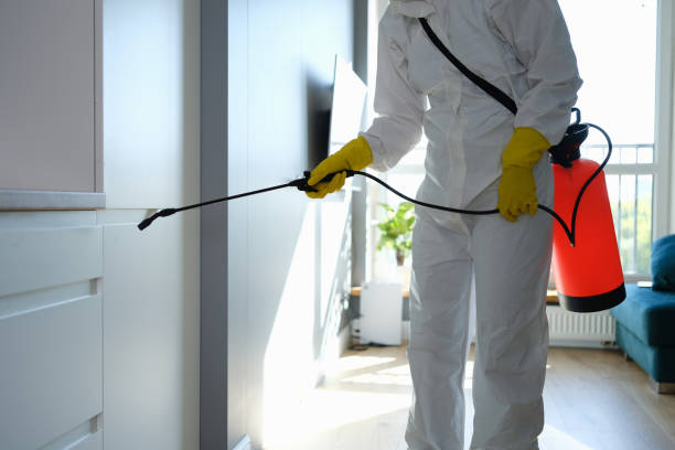 Best Local Mold Removal Service  in Vinton, LA