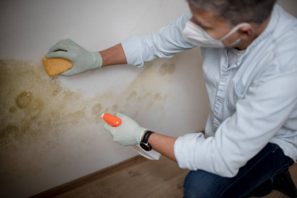 Best Commercial Mold Removal  in Vinton, LA