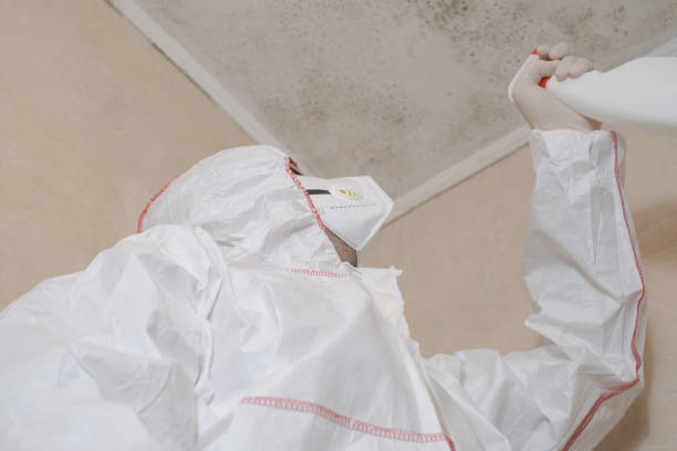 Best Office Mold Removal Services  in Vinton, LA