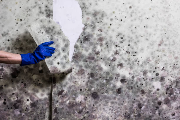 Best Residential Mold Removal  in Vinton, LA