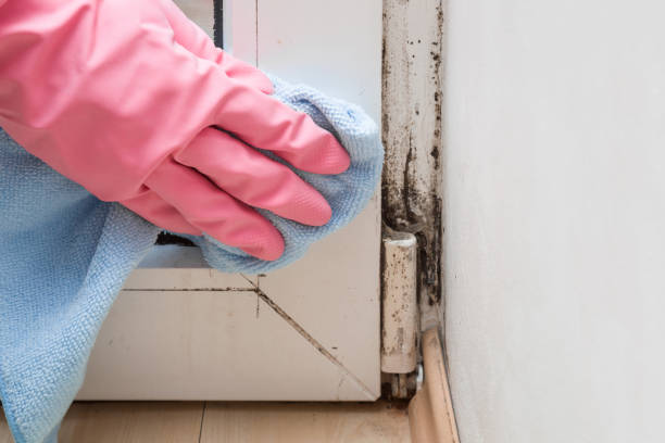Professional Mold Removal in Vinton, LA