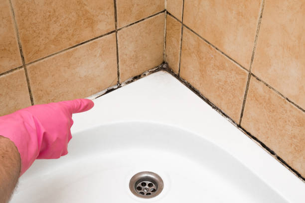 Best Fast Mold Removal  in Vinton, LA